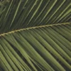 Palmblad muismat design