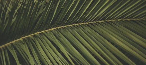 Palmblad muismat design